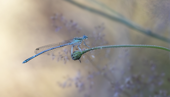 Rallye nature : les insectes du Lac